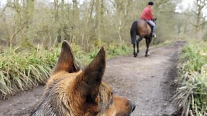 Concerns as massive rise in cases where dogs scare or attack horses