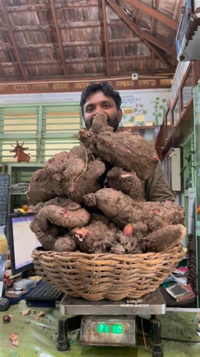 Prakriti jaiva kalavara on Instagram: "🍀 നിങ്ങളുടെ നാട്ടിൽ ഉള്ള കാച്ചിൽ ഇനങ്ങൾ പങ്കുവെക്കുമല്ലോ ....?🥰#prakrithijaivakalavara #naturalecofarm #organicfarming #harippad"