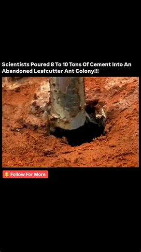 InsideRecap | Researchers and science documentary teams studying leafcutter ants carried out the cement casting on a confirmed abandoned colony. The site... | Instagram