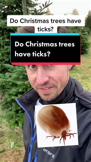 Do Christmas Trees Have Ticks? Debunking the Myth