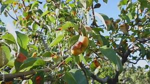 Disease of pear trees, rust spots on the leaves. The fruit tree is infected with a fungus, yellow rust. The pear leaf is affected by Gymnosporangium sabinae. fruit pear.