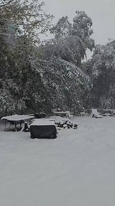 WOW! Downed trees have been reported across the valley this evening. Thanks for sharing Pam Carey! | KKCO 11 News