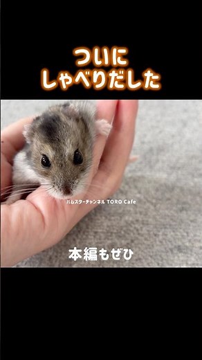 え、今しゃべった？！ビビの決定的瞬間