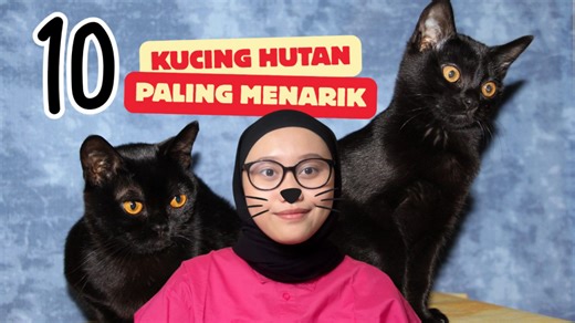 10 Jenis Kucing Hutan Paling Menarik di Dunia-Serius Ini Hewan?