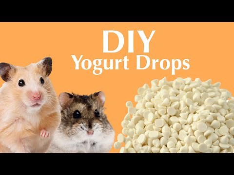 DIY Yogurt Drops - Hamster Treat Recipe