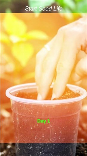 Capsicum (Bell Pepper) Plant Growth from Seed 🫑 | How to Grow Capsicum at Home