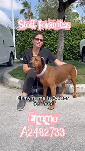 10K views · 403 reactions | #StaffFavorites with Chief Veterinarian Dr. Serrano, featuring Emma #A2482733 ❤️ #ConnectAdoptLove #AdoptDontShop #RescueDontBuy | Miami-Dade Animal Services | Facebook