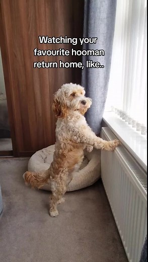 Cockapoo Candy: Adorable Moments with Daddy