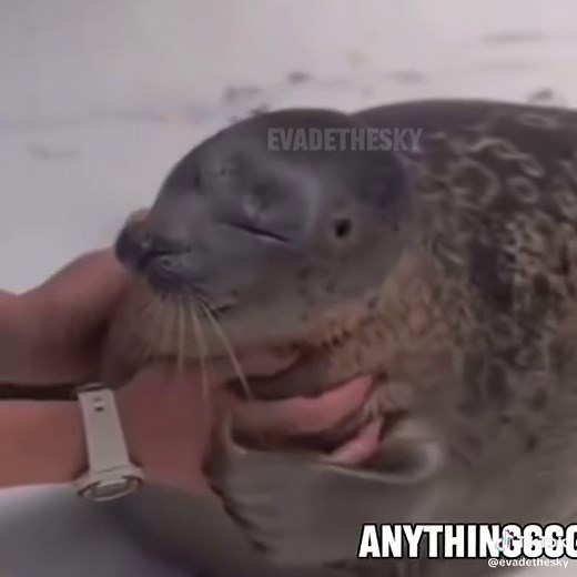 red cold river by breaking benjamin seal music video for @b.r.u.h1911 #seal #sealtok #breakingbenjamin #redcoldriver #ember