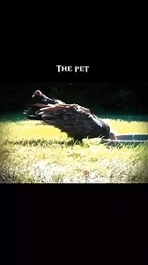 3.8K views · 179 reactions | Itachi's crow  #jiraiya #minato #sasuke #madara 107 #hasirama #itachi #narutoedits #naruto #narutoshippuden #narutouzumaki #narutofans #reelsvideoシ #reelsviralシ #viralreelsシ #viralvideoシ #obitouchiha less#animeworld #narutoshippuden #myheroacademia #illustration #animefanart #animedrawing #draw #sketch#animeworld #narutoshippuden #myheroacademia #illustration | Rajshahi Local | Facebook