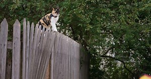 Human Footprint | The Cat Tracking Device of the Future | Season 1 | Episode 4