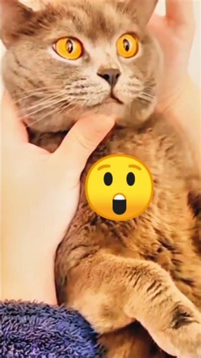 angry cat video angry cat sound😾😱#shorts #cat