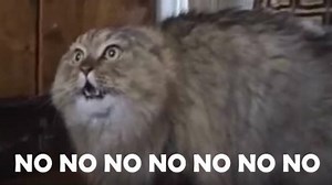 This Is The Funniest Video In The World… According to YouTube