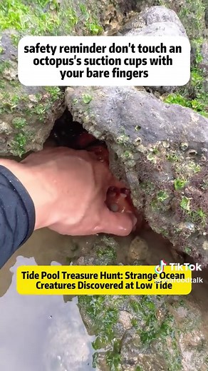 Tide Pool Treasure Hunt: Strange Ocean Creatures Discovered at Low Tide Exploring tide pools during low tide is like stepping into a hidden underwater world. In this adventure, we discover some of the strangest and most fascinating ocean creatures hiding among rocks, shells, and seaweed. From a mischievous octopus hiding under rocks to crabs ready to pinch anyone who gets too close, every tide pool can hold surprises. Octopuses are especially incredible animals - their suction cups are strong en