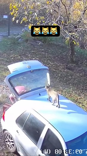 Silly ahh cars🙀😸 - - - - #cats #foryoupage #blowthisup #catsofinstagram #cutecat #cute #fyp #funnycats #relatable #pets #petlovers #catlover #animals #animallovers #funny #viralreels #viralanimals #orangetabby #trendingreels #trending | James Da