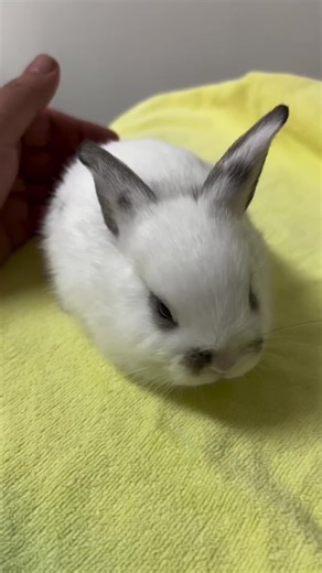 Discover the Best Pet Store in Connecticut for Rabbits