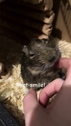 I love my degu/ mini capybara he’s so cute! #PetsOfTikTok #capybara #fypp #pets #degu