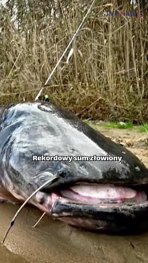 Największy sum świata. Rekord w Zalewie Rybnickim #polska #news #shorts