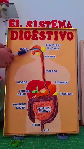 Maqueta del Sistema Digestivo Escolar