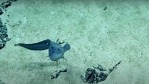 WATCH | 'Smiling' deepsea snailfish, a unique creature in Pacific Ocean