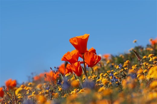 This California State Park Is Seeing An Early Wildflower Bloom — Could This Signal A 2026 Superbloom?