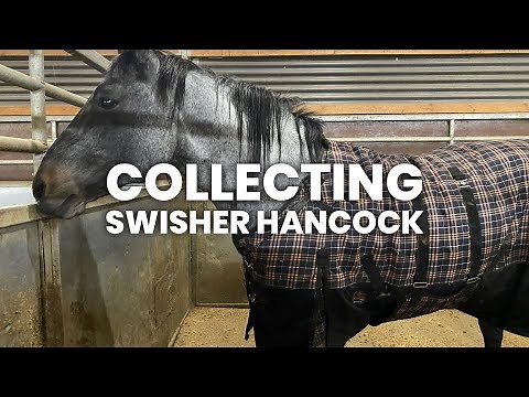 Ground collection semen with our senior stallion, Swisher Hancock