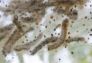 Infestation! Ohio woodland overrun by tiny webworms