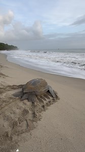 24K reactions · 436 comments | Part 3: A leatherback sea turtle...
