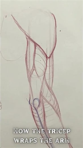 How the tricep wraps the arm