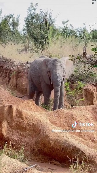 Young Female Elephant Timisa Climbs Mountain with Ease