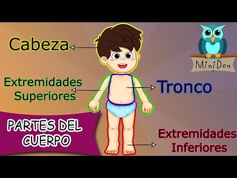 Partes del cuerpo humano para niños | Vídeos educativos