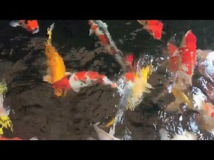 Koi Fish Pectoral Fins: Key to Competition Success