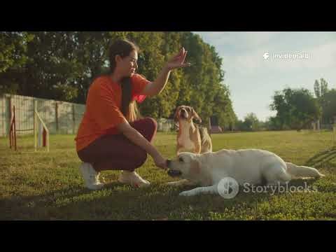 POKEMON EVOLUTIONS EXPLAINED!!