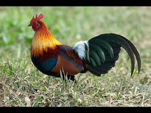 Can Chickens Swim ? Let's Find Out !