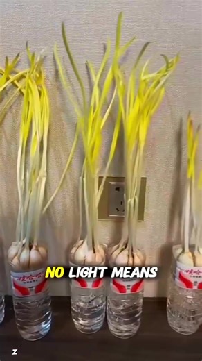  wow How to Grow Endless Garlic Shoots in a Cabinet  #gardeninghacks #harvestseason #fertilization #smartfarming #OrganicFarming #gardeningtips #farmingtips #agriculturefarming #fruitfarming #fblifestyle #work #life #plant #watermelon #tools #interesting #farmingsimulator #gardening #vegetables #farmlife #plants #satisfying #tricks #tips #shorts #agriculture #farmer #mechanic #facebookreelsviral #facebookreelsviralviralシfypシ゚ | LearningBeacon-t7y | Facebook