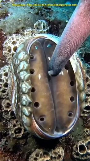 #viral #reelsfb #reel #ᴛʀᴇᴅɪɴɢ #fact | Entertainment Films