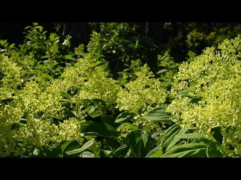 How to Prune Hydrangea Paniculata Trees