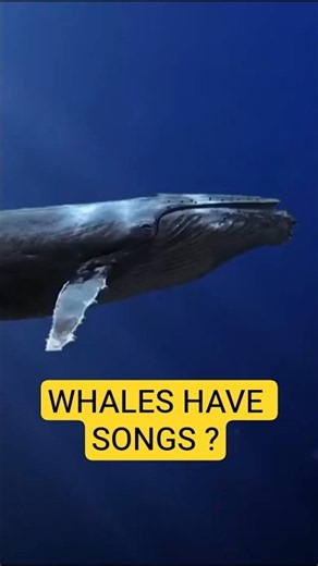 Why Every Whale in the Ocean Sings the Same Song #mystery #whale