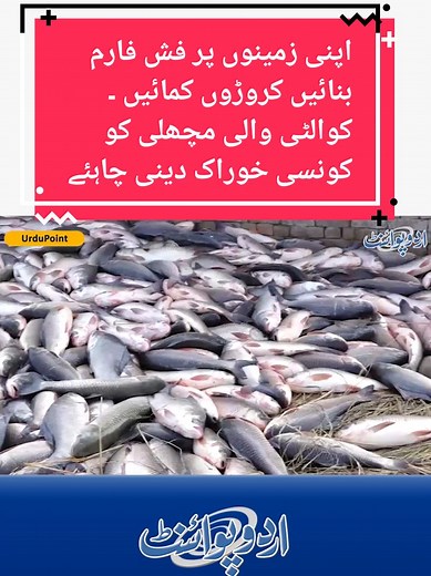 Fish Farming Business in Pakistan: Profit Potential and Demand