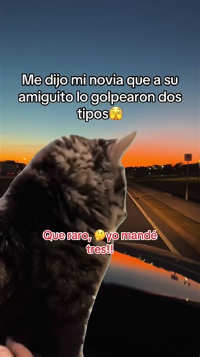 Funny Cat Meme Reactions That Will Make You Laugh