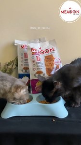These two cuties are showing us exactly how much they love their Meaoon meals. Made with real ingredients that cats crave. Stock up now with our Buy 1 Get 1 FREE offer! #meaooncatfood #CatFood #HappyCat #cat | Meaoon Cat Food