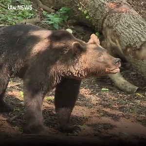 42K views · 249 reactions | The new inhabitants at Bristol's Wild Place Project are... unBEARably cute!  Bear Wood opens next week and we went along for a little sneak peak: https://bit.ly/2xTm8Ud | ITV News West Country | Facebook