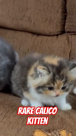 Premium Quality Calico kitten available for sale❤️ Ct 9094556621 #tabby #sale #cat #pet #share #cute