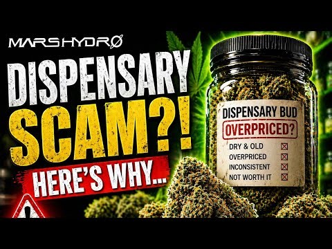 Before You Buy Cannabis at a Dispensary… Watch This