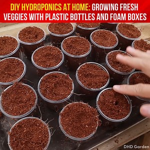 No fancy equipment needed! Learn how to grow nutrient-packed vegetables indoors using just plastic bottles and a foam box | Indoor Plants Advisors