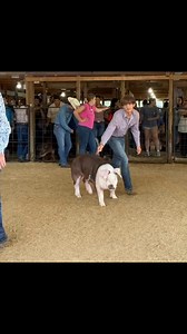 Congratulations to Aiden on his Grand Champion Hereford Barrow and his 1st place in Showmanship! Congratulations Zane on your Grand Champion Hereford Gilt and 4th in Showmanship! We are so proud of you guys!! #weldonfamilyfarm #herfnation #hereford Hannah C Keasler | Weldon Family Farm - Hereford Hogs