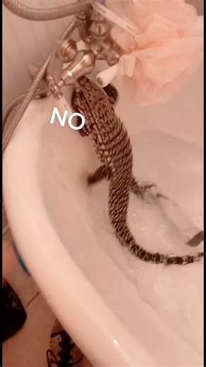 Tegu Lizard Bath Time Troubles