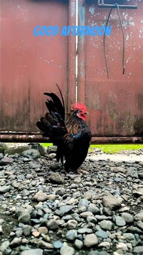 Black Malaysian Serama #chicken #chickentype #fancychicken