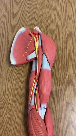 Upper Extremity Muscle Quiz: What’s the muscle AND innervation? #anatomyclass #anatomyteacher #dptstudent #premedstudent #athletictrainingstudent #armmuscles #foryoupage #fyp