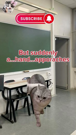 CAT MEMES 😺 SCARED CAT HEHEHE 😂#cat #relatable #funnycats #shorts